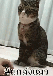 แกล้งแมว หยอก GIF - Teasing Cat Cat Playing GIFs