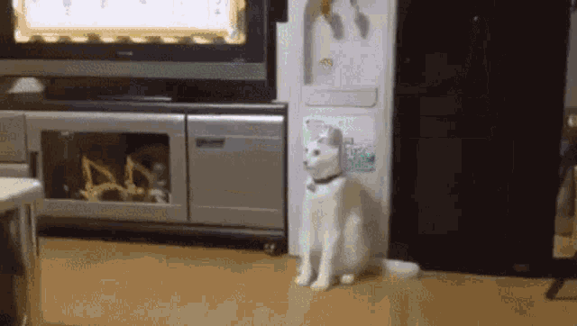 Cat Animal GIF - Cat Animal Confused GIFs