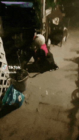 a tiktok video of a person laying on the ground with a plant in the background