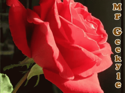 Mrgeekyle Roses GIF