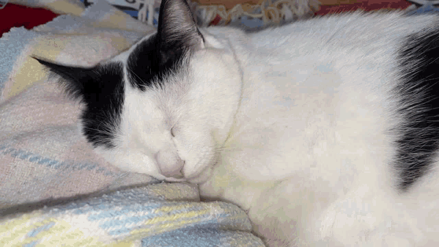 a black and white cat sleeps on a blanket