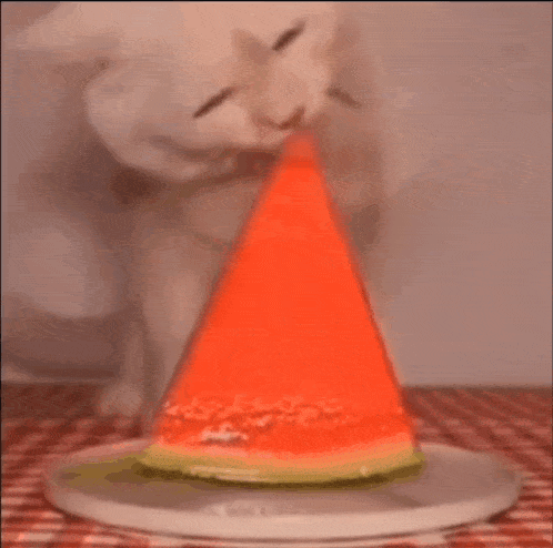 a white cat eating a slice of watermelon on a plate