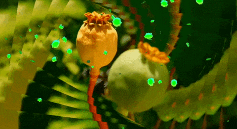 a close up of a green and yellow flower with green spots on it
