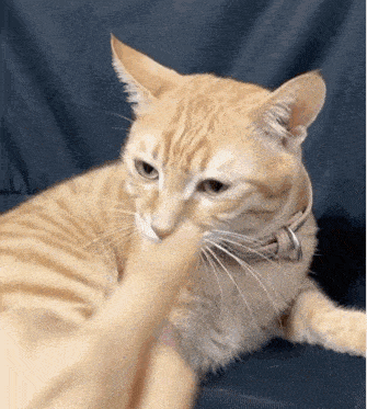 a cat with a collar is playing with a person 's hand on a blue couch .