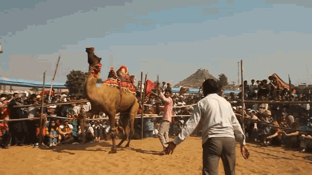 Humpday Dancing GIF - Humpday Dancing Camel GIFs
