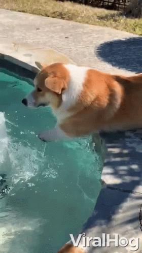 Corgi Wants To Swim Dog GIF - Corgi Wants To Swim Dog Corgi GIFs