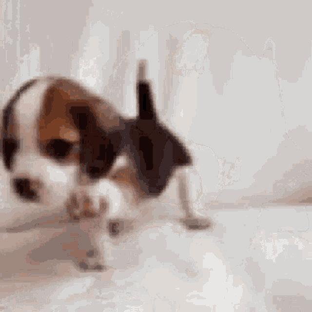 Beagle Dog GIF - Beagle Dog Puppies GIFs