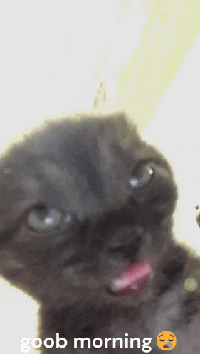 a black kitten with its tongue hanging out and the words goob morning above it