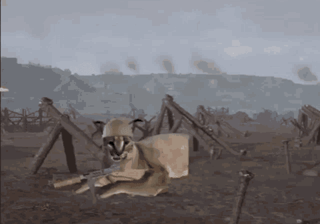 a dog wearing a helmet and a cape is holding a gun in a field .