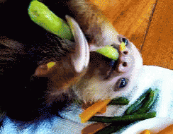 Celery Sloth GIF - Celery Sloth GIFs