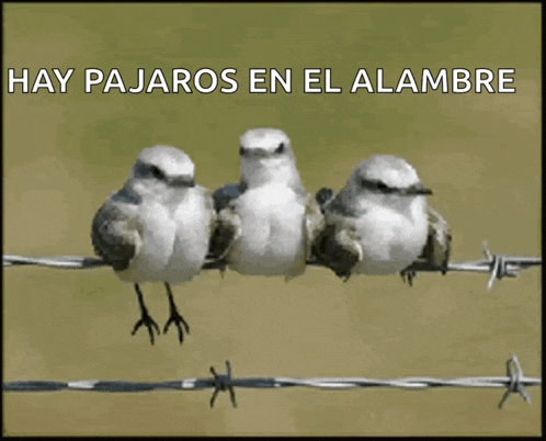 three birds are sitting on a barbed wire fence with the words hay pajaros en el alambre above them