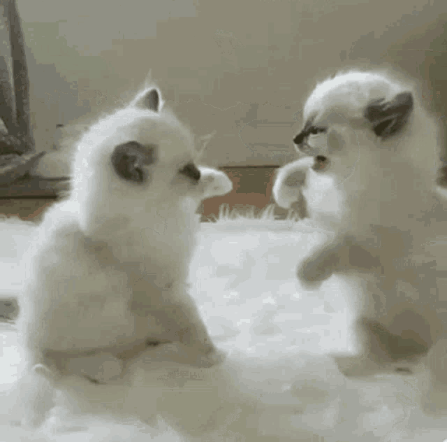 Cats Jump GIF - Cats Jump Fight GIFs