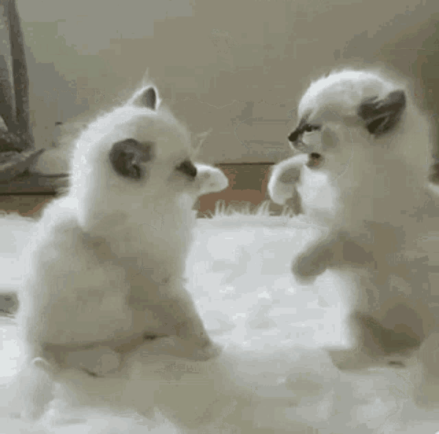 two white kittens are standing next to each other on a white blanket .