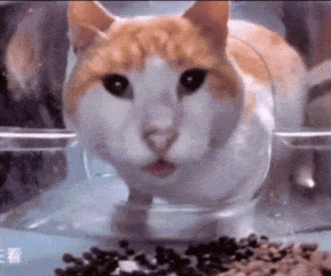 an orange and white cat is standing in a clear bowl