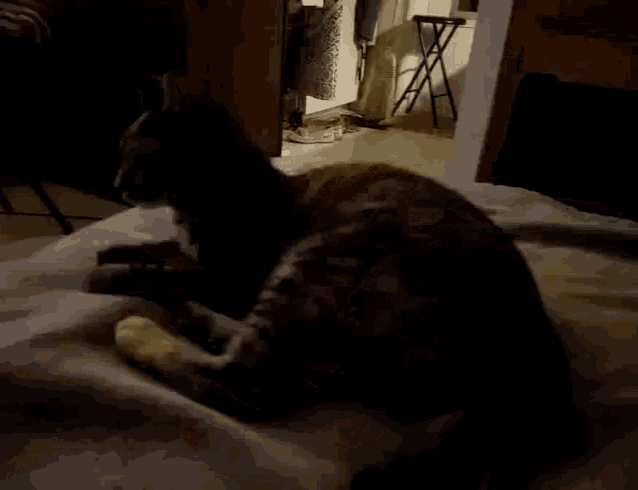 Cat Relax GIF - Cat Relax Meow GIFs