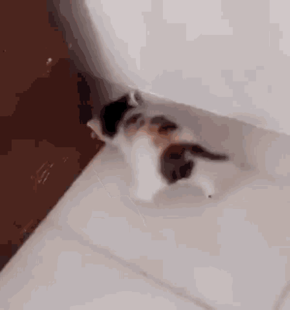 Cat Bonk Cat Love GIF - Cat Bonk Cat Love Running GIFs