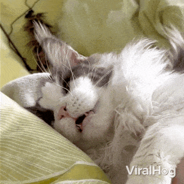 Falling Asleep Cat GIF - Falling Asleep Cat Viralhog GIFs