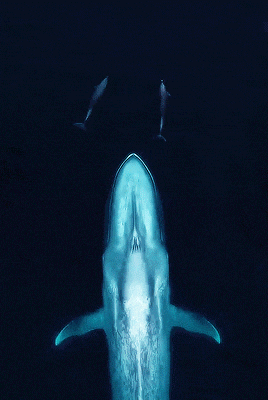 a humpback whale is swimming in the dark waters