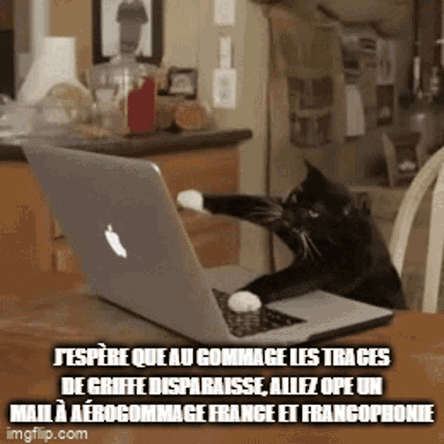 a cat is sitting in front of an apple laptop computer