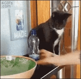 Cat Table GIF - Cat Table GIFs
