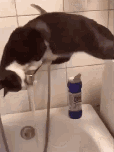 Cat Bath GIF
