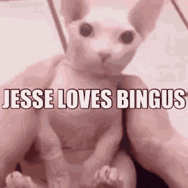 Jesse Loves Bingus GIF - Jesse Loves Bingus GIFs