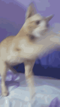 a dog is laying on a bed with purple and white sheets