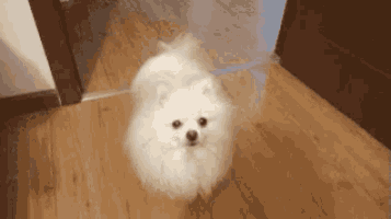 a white pomeranian dog is walking on a wooden floor .