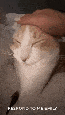 a close up of a person petting a cat 's head with their hand .