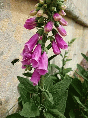 Buzzing Bee GIF - Buzzing Bee GIFs