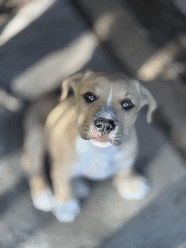a brown and white puppy looking up at the camera with a blurred background