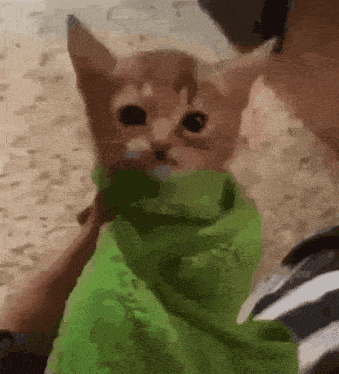 a person is holding a cat wrapped in a green blanket .