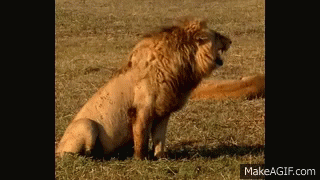 Haha Animal GIF - Haha Animal Lion GIFs