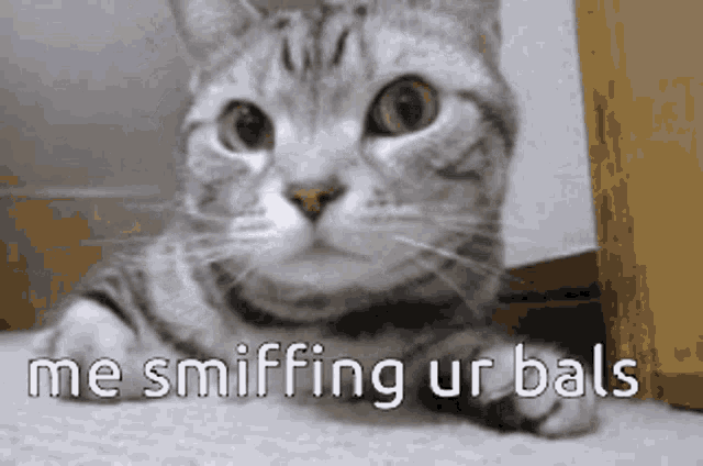 a cat laying down with the words " me sniffing ur bals " written on the bottom