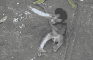 Monkey Hug GIF