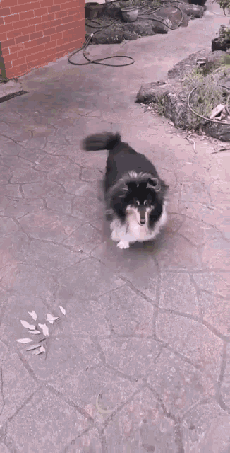 Shetland Sheepdog Sheltie GIF