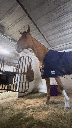 a brown horse wearing a blue blanket is standing in a barn