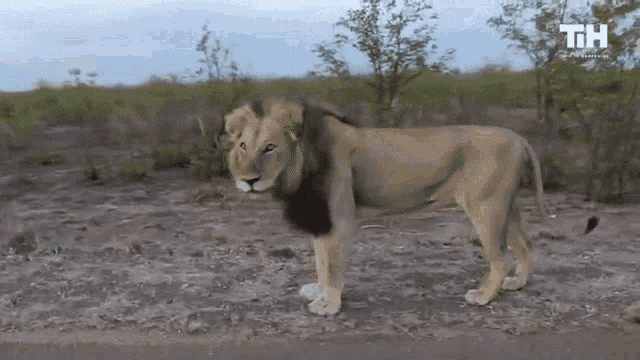 Lion Roar GIF - Lion Roar Go Away GIFs