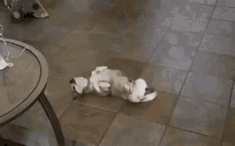 Puppies Wiggle GIF - Puppies Wiggle Floor GIFs