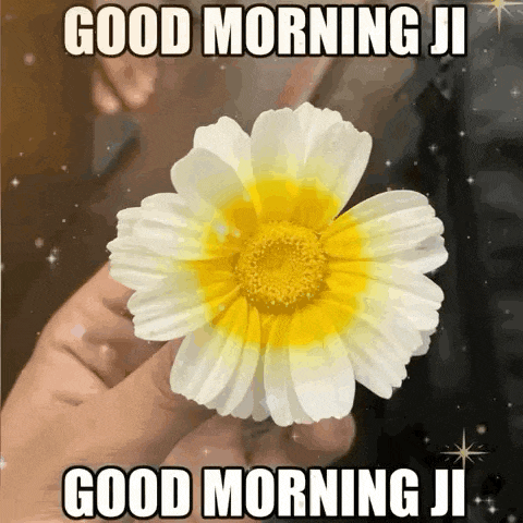 a person is holding a white flower with a yellow center and says good morning ji .
