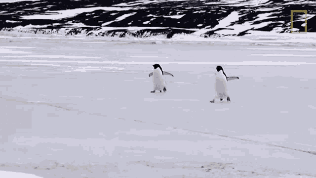 two penguins are walking across a snowy field with the national geographic logo in the background