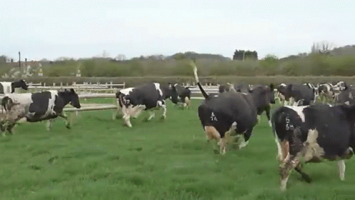 Special Cow GIF - Cow Skip Sideways GIFs