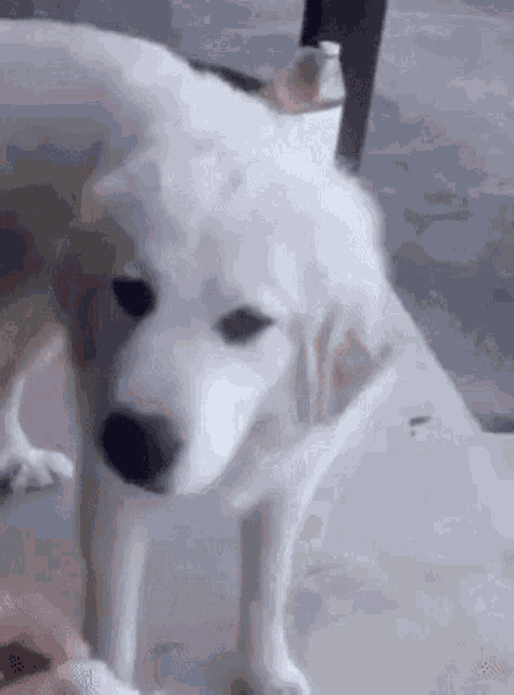 a white dog is looking at the camera while standing on a concrete floor .