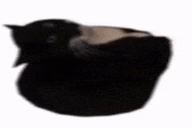 a black cat is laying down on a white background .