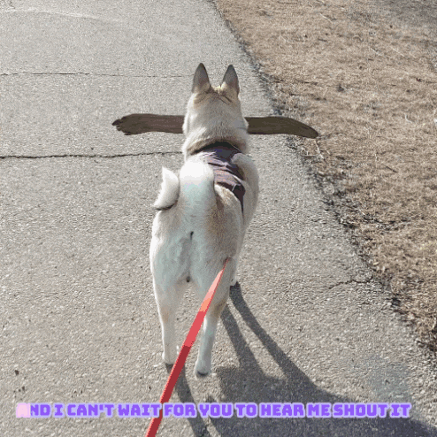 a dog is walking on a leash with the words " and remember you to hear me shout it " written on the bottom