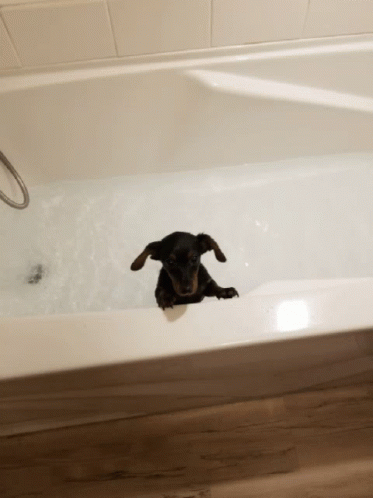 Bath Time Dog GIF - Bath Time Dog Cute GIFs