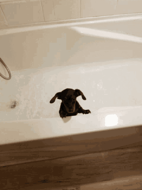 a puppy is sitting in a bathtub looking at the camera