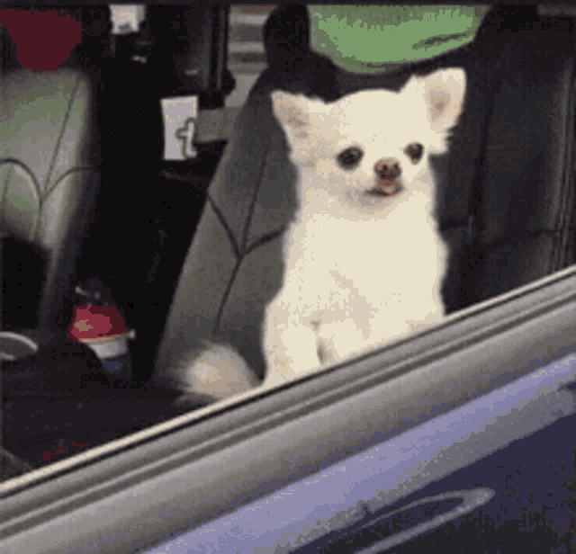 a small white dog sitting in the back seat of a car