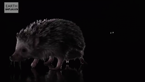 Water Drops And Quills GIF - Hedgehog Slow Mo Slo Mo GIFs