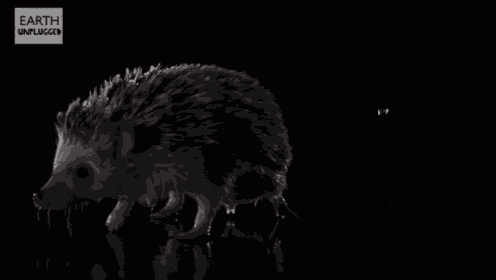 a hedgehog is splashing in the water with the words earth unplugged behind it